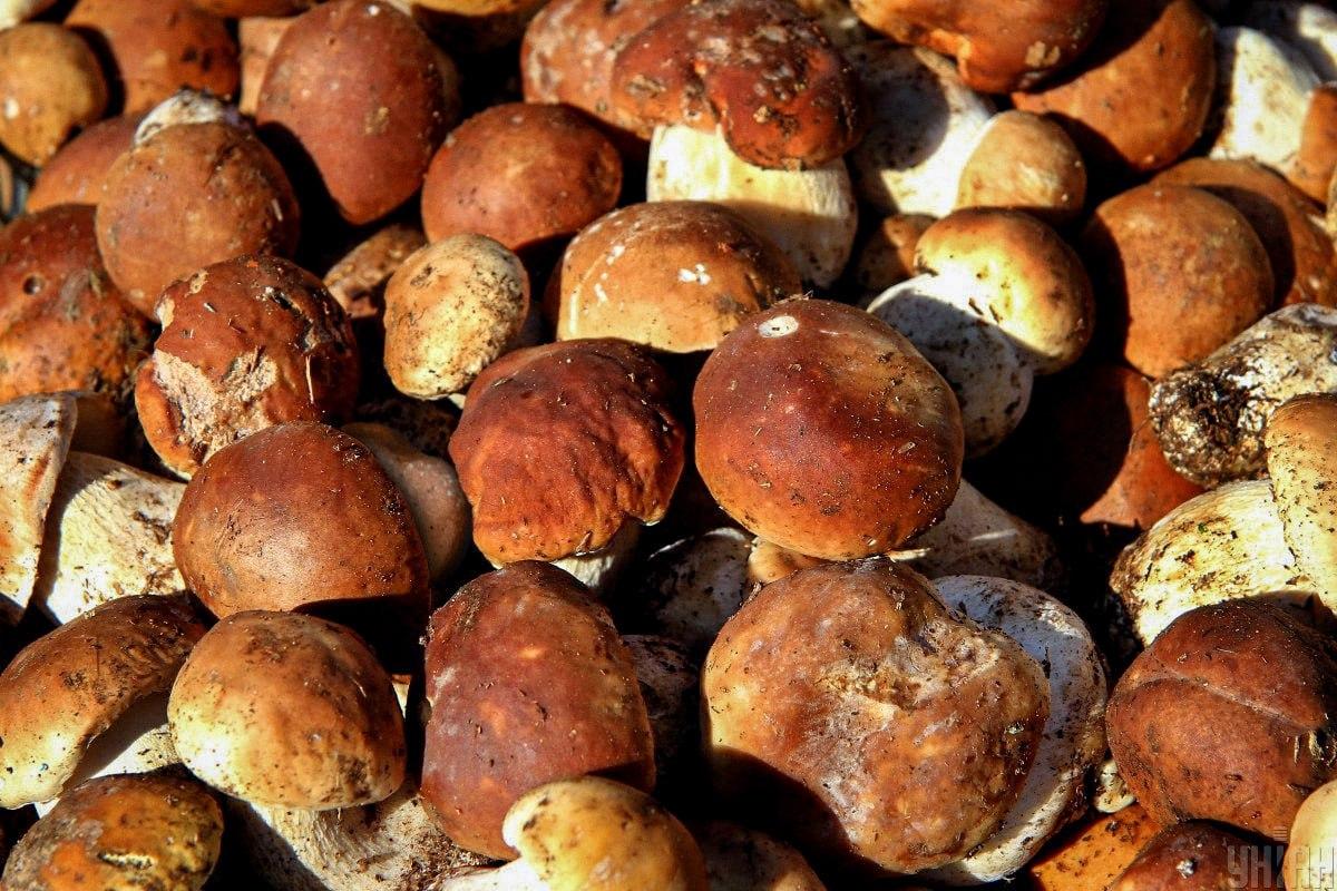 Намери камък сред гъбите във времето / колаж на УНИАН Открийте камък сред гъби за време / колаж на УНИАН