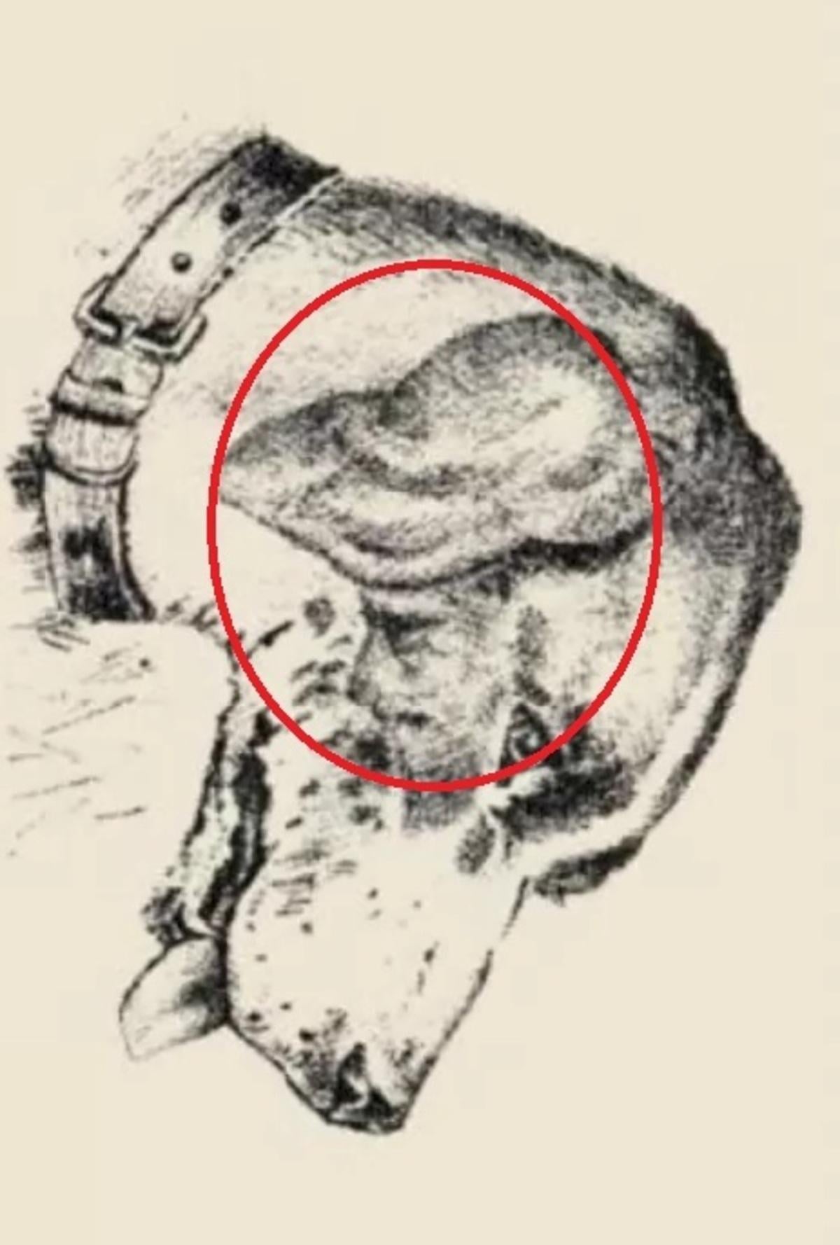 Човешкото лице беше върху ухото на кучето / рисунка safalta.com Човешкото лице беше върху ухото на кучето / нарисувано от safalta.com