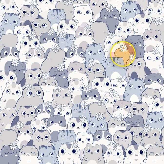 Разполагате само с 11 секунди: само най-внимателните ще открият картофите сред котките Имате само 11 секунди: само най-внимателните ще открият картофа сред котките