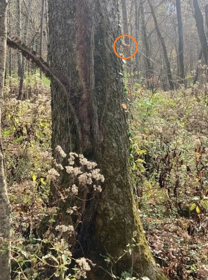 Енигма Енигма