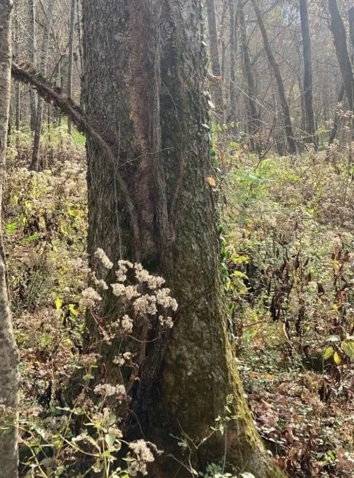 Енигма Загадка