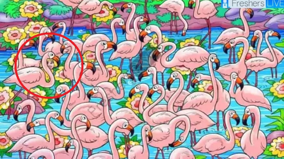 Открийте момичето сред фламингото за 8 секунди: този пъзел ще ви накара да се замислите Открийте момичето сред фламингото за 8 секунди: този пъзел ще ви накара да се замаяте
