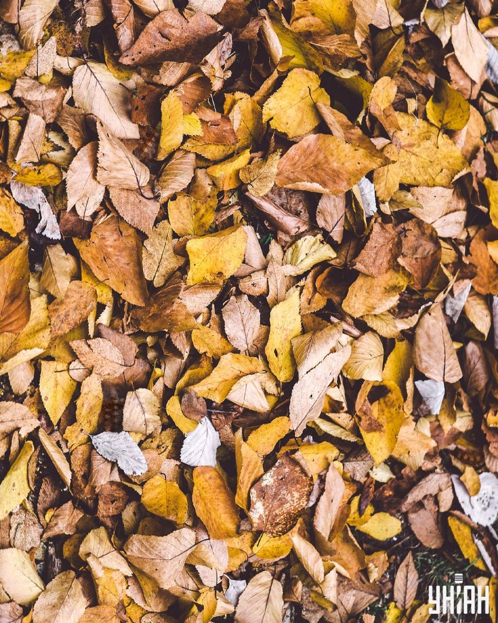 Открийте костенурките сред листата / колаж на УНИАН