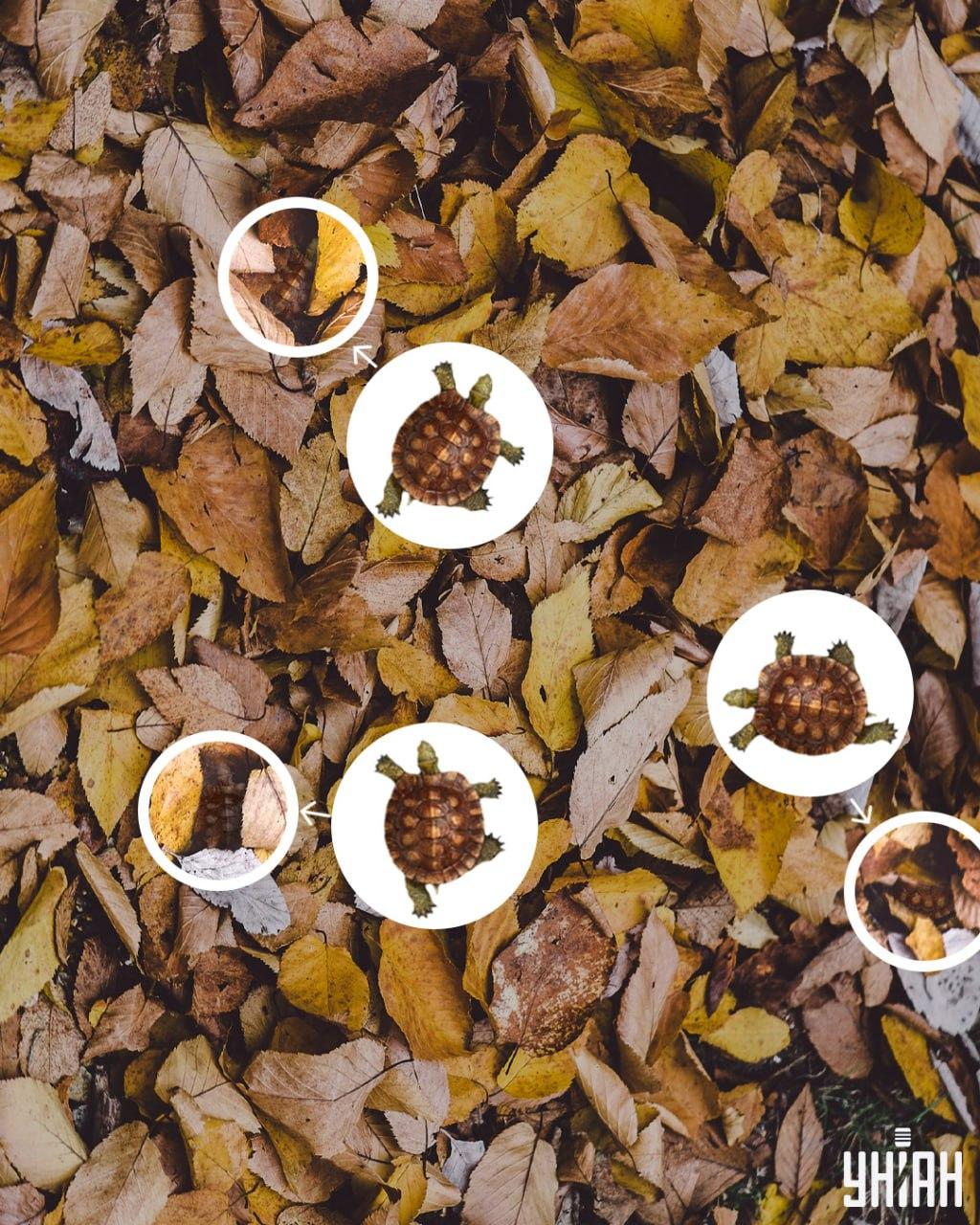 Черупките на костенурките лесно могат да бъдат сбъркани с пожълтели листа / колаж УНИАН