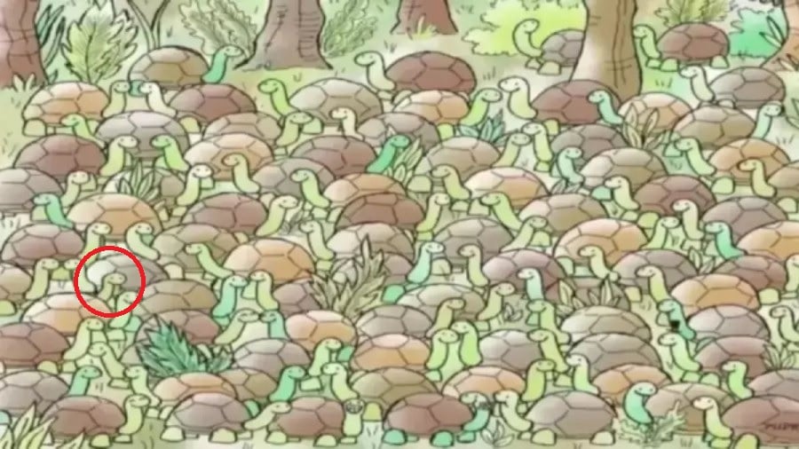 Костенурки Костенурки