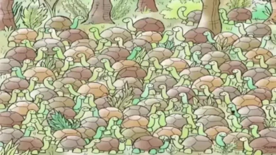 Костенурки Костенурки