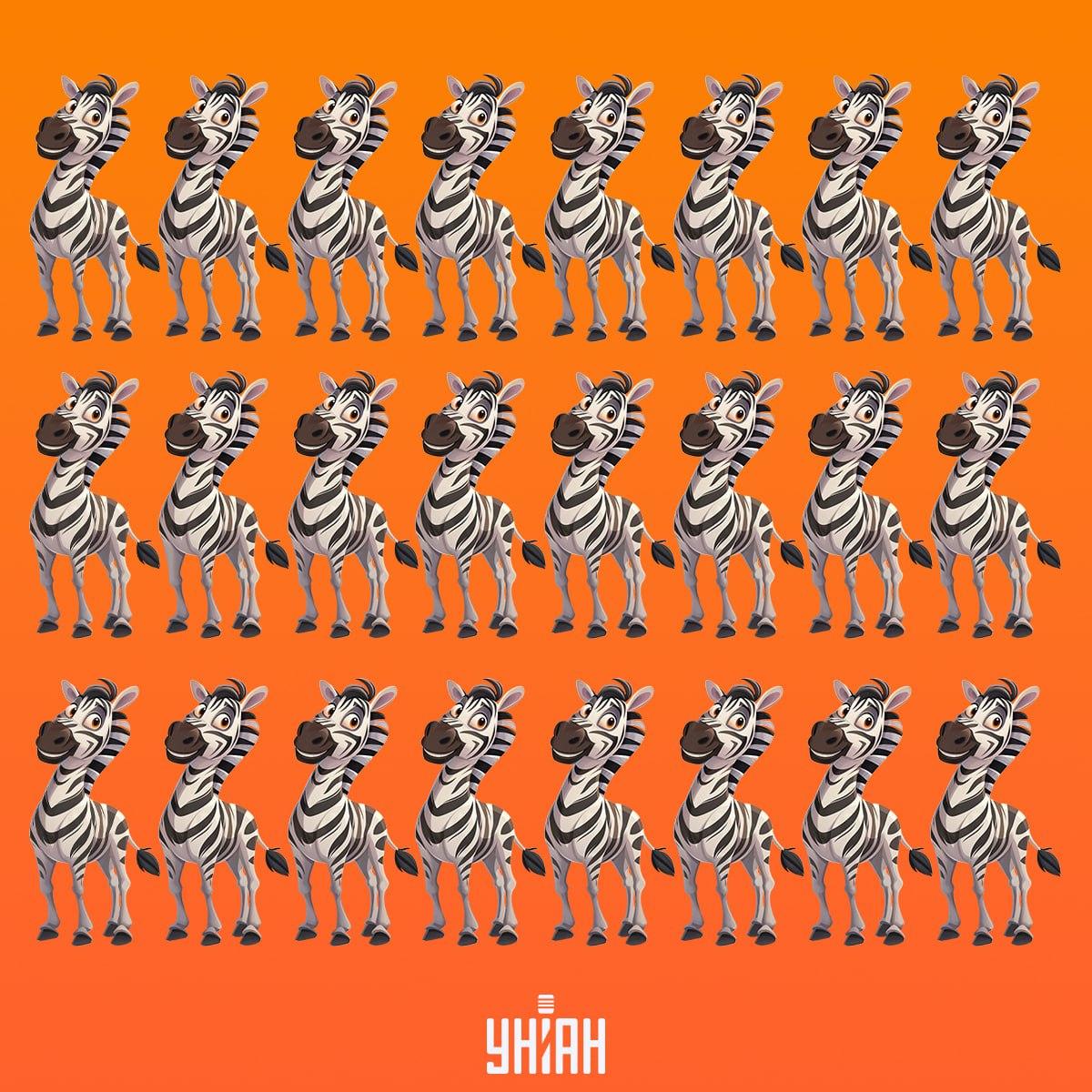 Време е да намерим зебра, която не е като останалите / колаж на УНИАН