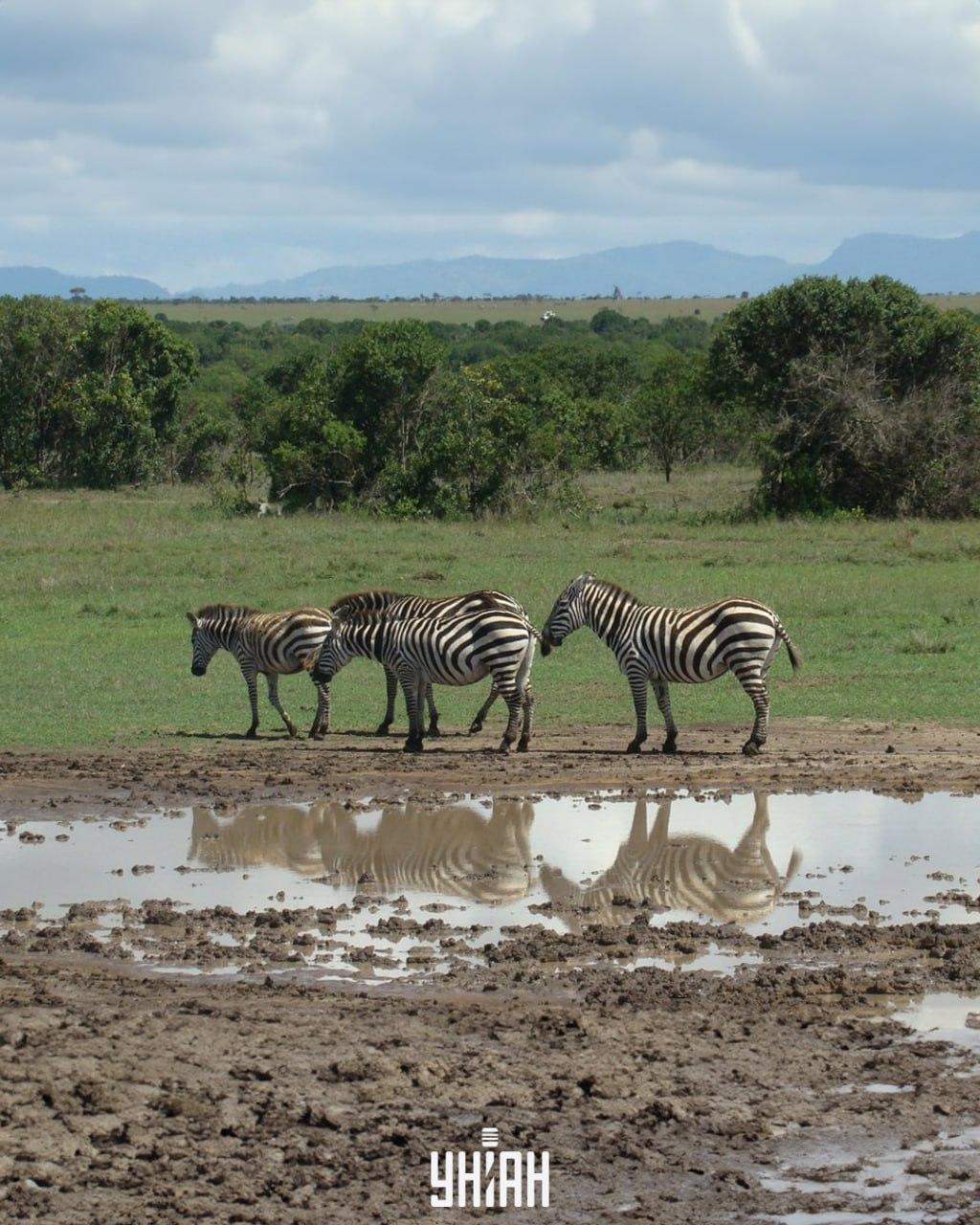 Необходимо е да се намери кучето навреме / колаж със снимка на УНИАН Необходимо е да намерите кучето навреме / колаж със снимка на УНИАН