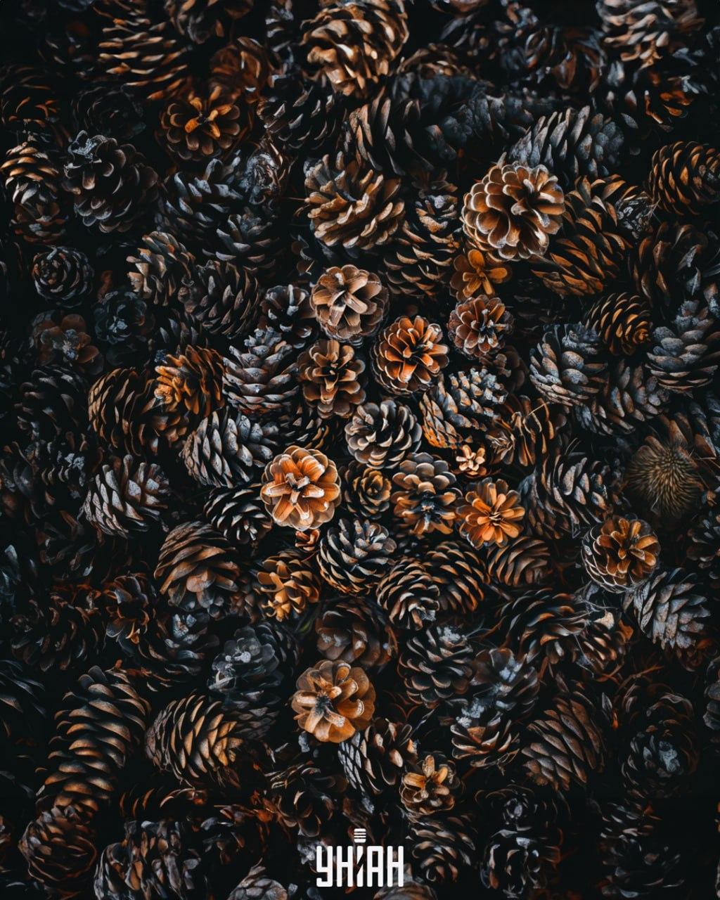 Необходимо е да се намери таралеж сред шишарките / колаж Moje Необходимо е да се намери таралеж сред шишарките / колаж на УНИАН