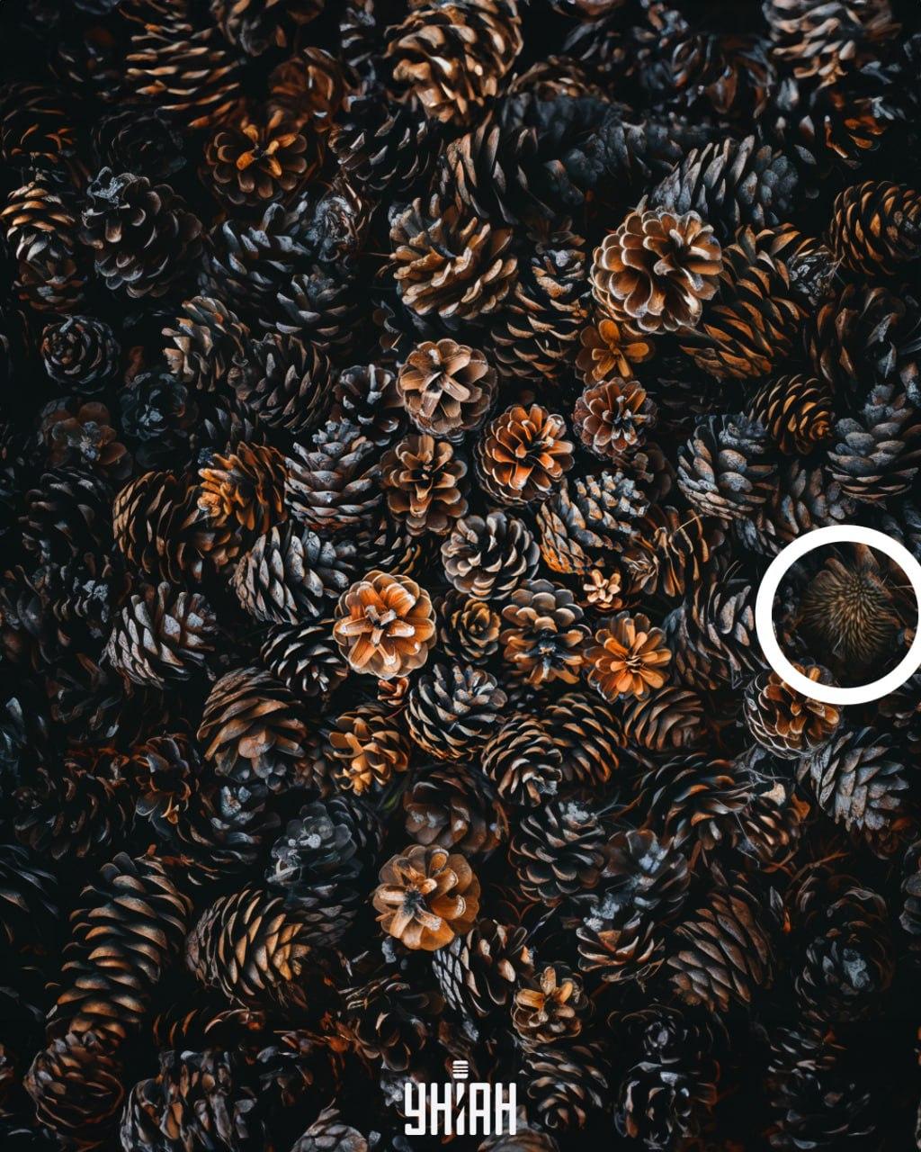 Hedgehog Таралежът