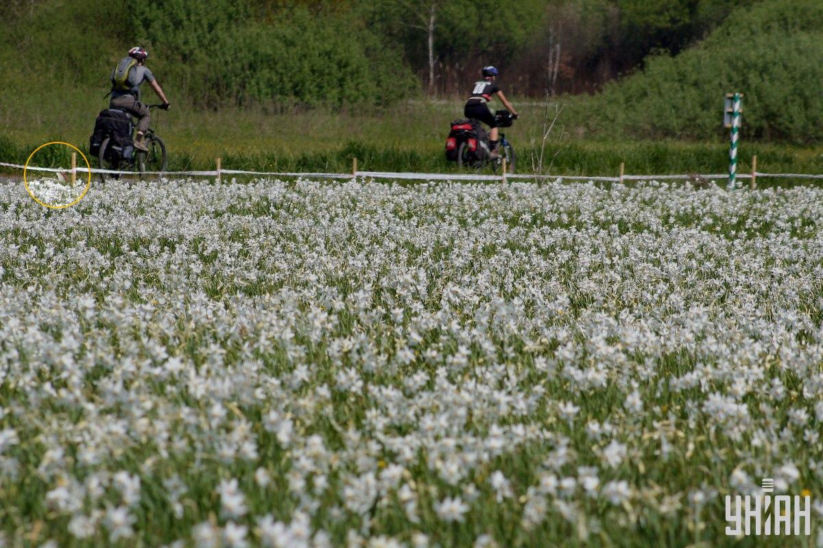 Решение на пъзела - щъркелът е ограден в жълт кръг