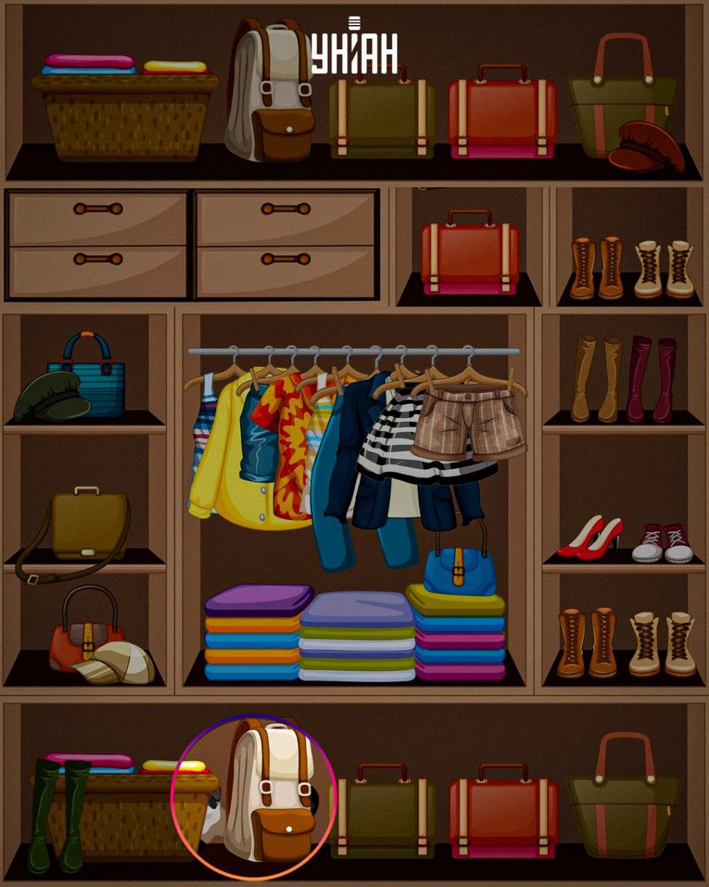 Хитрото животно е поставено в долната част на изображението / колаж Moje