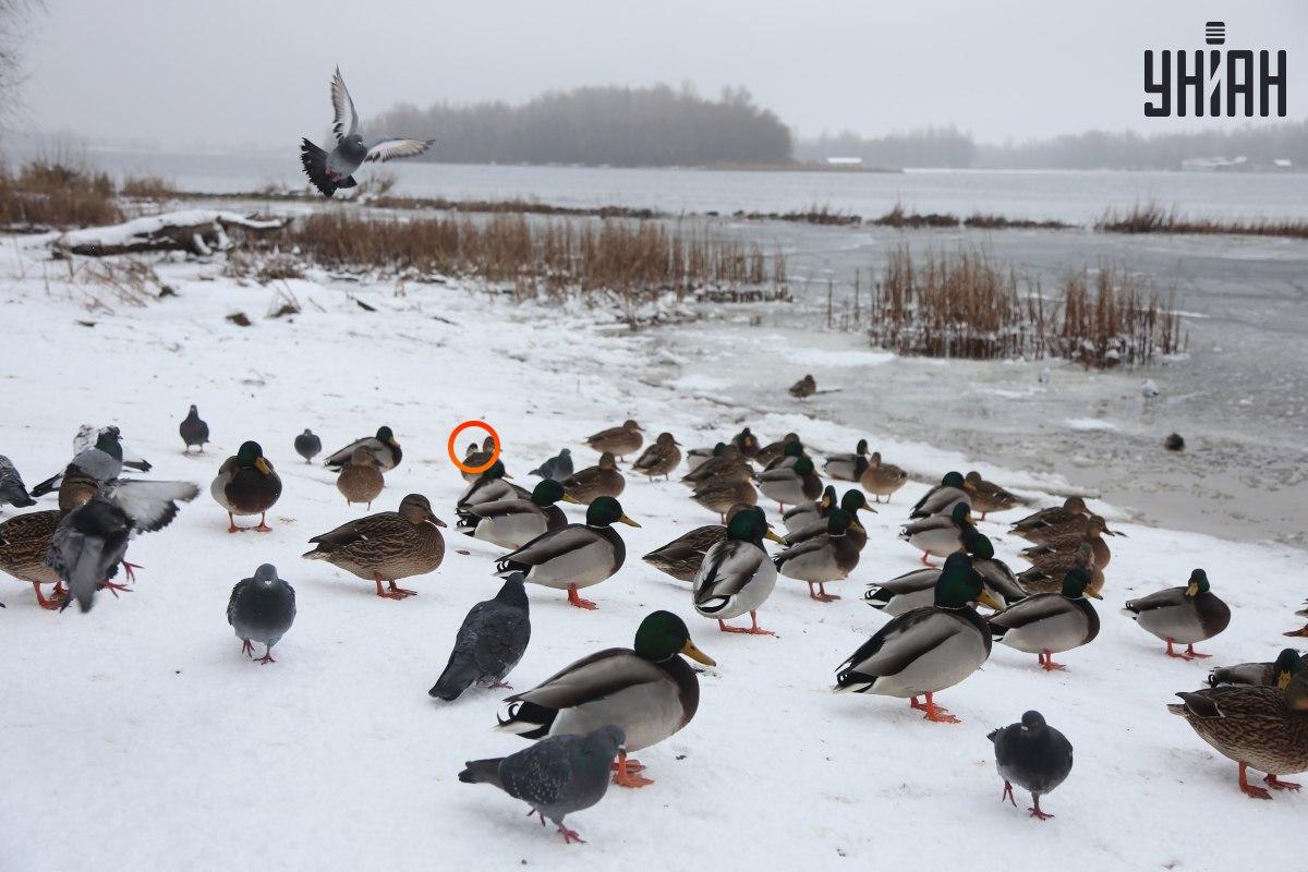Врабче се криеше близо до центъра за оптични илюзии / колаж със снимка на УНИАН