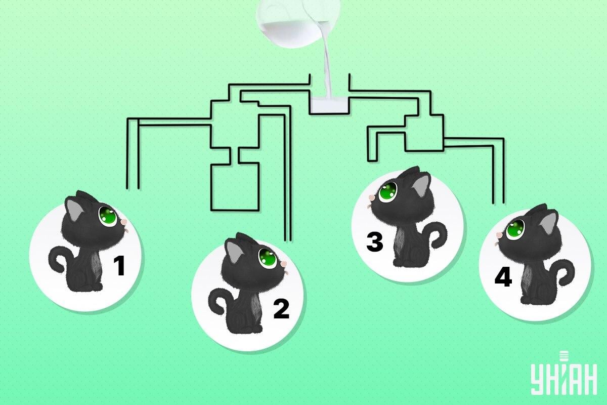 Намерете котката, която първа ще пие мляко / колаж на УНИАН