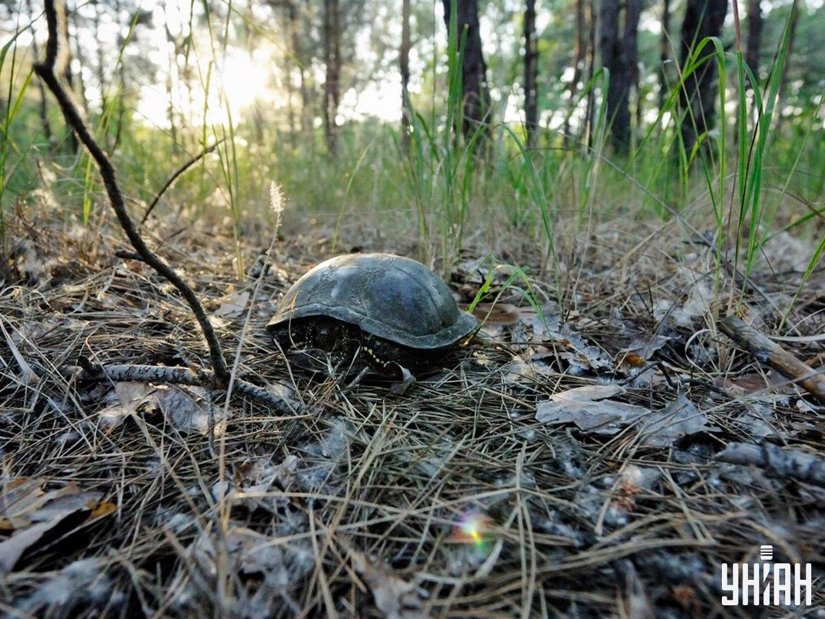 Снимка УНИАН Снимка УНИАН
