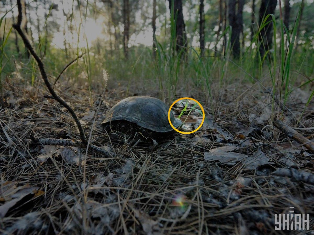 Снимка УНИАН с отговор Снимка УНИАН с отговор