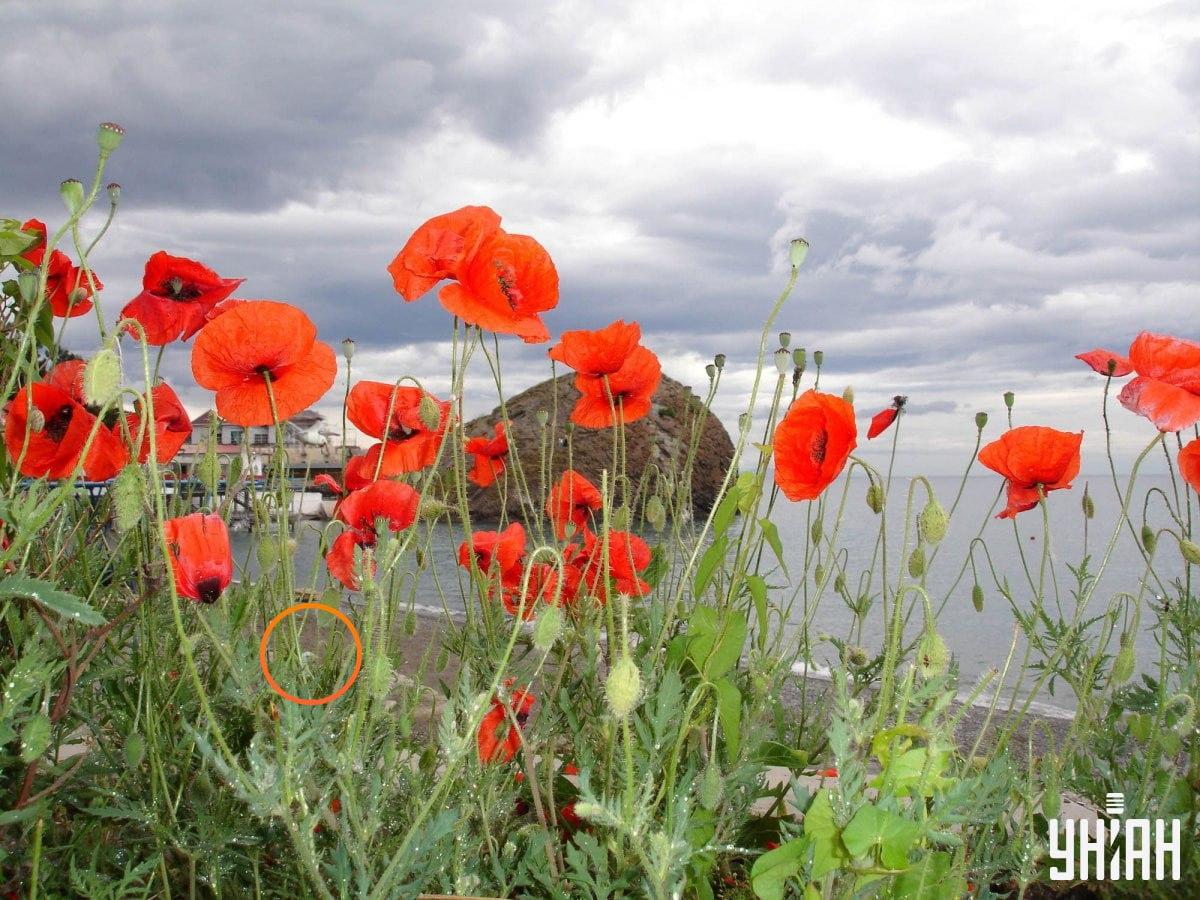 Снимка УНИАН