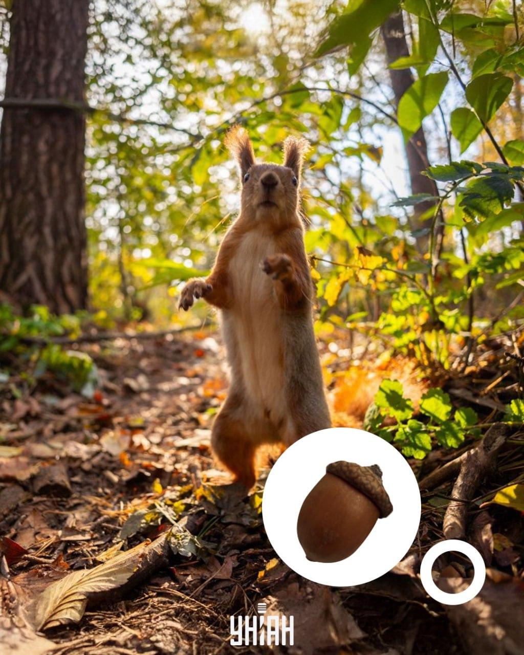 Жълъдът е в долната част на оптичния пъзел / колаж със снимка на УНИАН