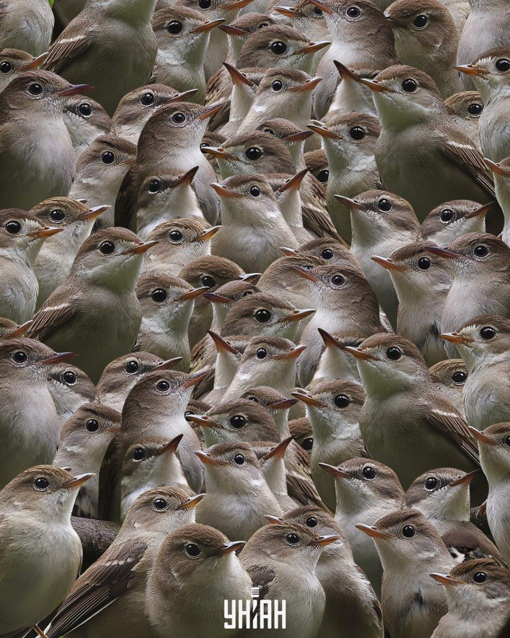 Врабче сред славеи / колаж Moje Трябва да търсиш врабче сред славеите / колаж на Moje