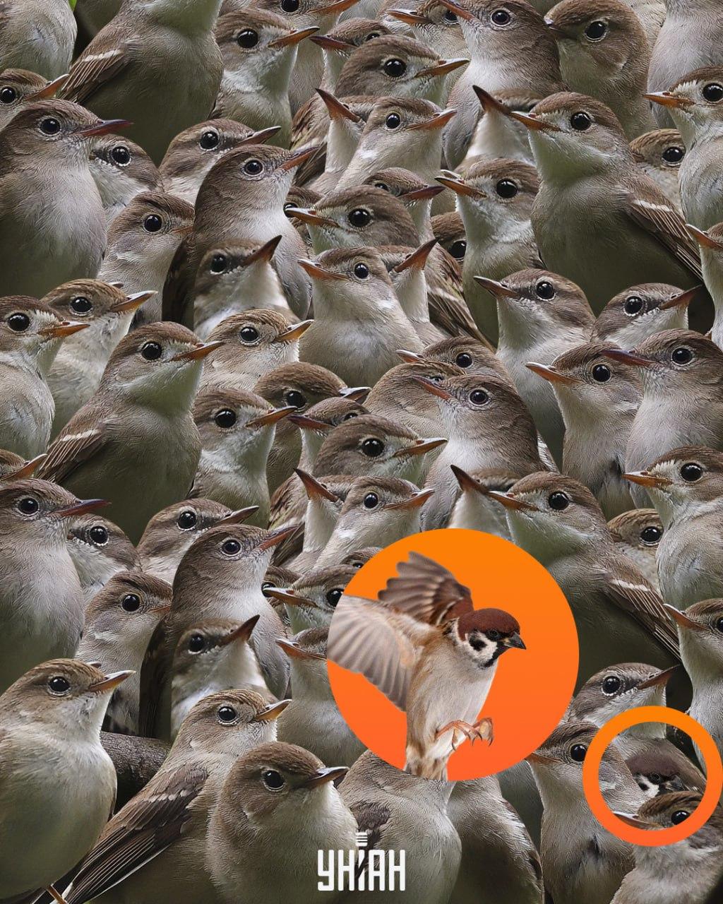 Врабчето беше в дъното на пъзела / колаж Moje Врабчето е в долната част на пъзела / колаж на УНИАН