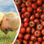 Бърз IQ тест: само малцина ще открият нар сред доматите Бърз IQ тест: само малцина ще открият нар сред доматите