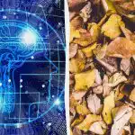 Бърз тест за интелигентност: намерете три костенурки сред листата за 9 секунди Бърз тест за интелигентност: намерете три костенурки сред листата за