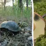 Бърз тест за интелигентност: трябва да намерите гъба в гората