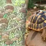 Дори гениите не могат да намерят отговора на загадката: трябва да откриете змия сред костенурките. Дори гениите не могат да намерят отговора на загадката: трябва