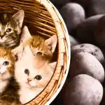 Имате само 11 секунди: само най-внимателните ще открият картофите сред