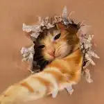 Колко гениална е вашата котка: лесен IQ тест с играчка