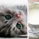 Коя котка първа ще пие мляко: само едноклетъчен с много