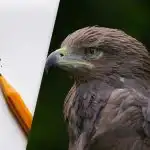 Открийте орела за 8 секунди: хитра оптична илюзия за тестване