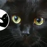 Романтичен мечтател или яростен реалист: интересен тест за характер въз основа на снимка Романтичен мечтател или яростен реалист: интересен тест за характер въз