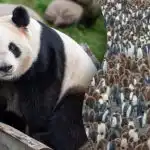 Само гений може да открие панда сред стотици пингвини за