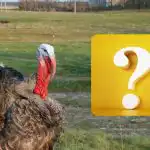 Само гигант с IQ може да намери врабче за 10 секунди: тествайте се Само гигант с IQ може да намери врабче за 10