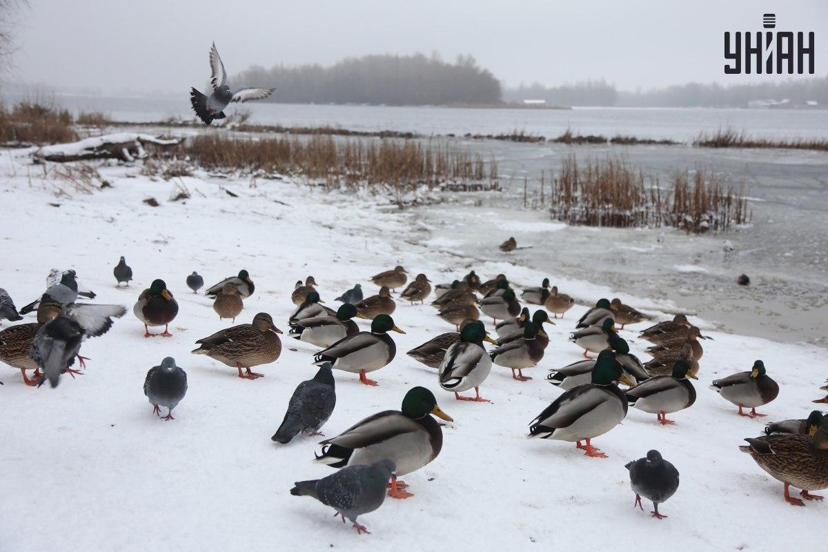 Намиране на врабче за секунди / колаж със снимка на УНИАН