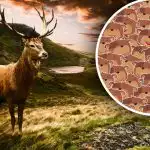 Само хора с висок коефициент на интелигентност могат да се справят с него: трябва да откриете елена сред мечките Само хора с висок коефициент на интелигентност могат да се