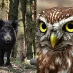 Само хора с висок коефициент на интелигентност ще открият хитрата сова за 9 секунди: сложна оптична илюзия Само хора с висок коефициент на интелигентност ще открият хитрата