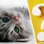 Само хора с висок коефициент на интелигентност ще забележат котка в двора за 10 секунди: интересна оптична илюзия Само хора с висок коефициент на интелигентност ще забележат котка