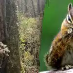 Само хора с "ястребово зрение" могат да открият катерица за 10 секунди: пъзел на вниманието Само хора с "ястребово зрение" могат да открият катерица за