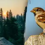 Само хора с "ястребово зрение" могат да открият врабче за 7 секунди: предизвикателна загадка Само хора с "ястребово зрение" могат да открият врабче за