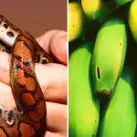 Само малцина са способни на това: само хората с висок