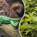 Само най-острите очи ще открият гущера за 3 секунди: изключителен