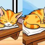 Само най-внимателните ще открият 3 разлики от снимка на котка