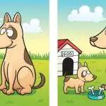 Тест за интелигентност: за 45 секунди трябва да откриете 5 разлики между снимка на куче и кученце Тест за интелигентност: за 45 секунди трябва да откриете 5