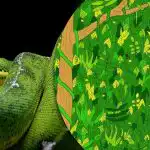 Трябва да намерите змия в джунглата за 5 секунди: нереалистично трудна пъзел игра Трябва да намерите змия в джунглата за 5 секунди: нереалистично