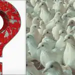 Всички виждат гълъби, но вие трябва да откриете горда чайка за 10 секунди: тест за интелигентност Всички виждат гълъби, но вие трябва да откриете горда чайка