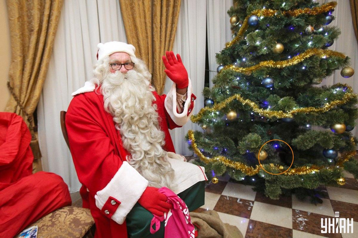 Котката се криеше сред клоните на коледна елха / колаж със снимка на УНИАН