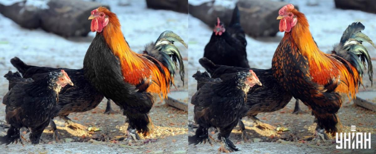 Открийте всички разлики за 15 секунди / колаж Moje