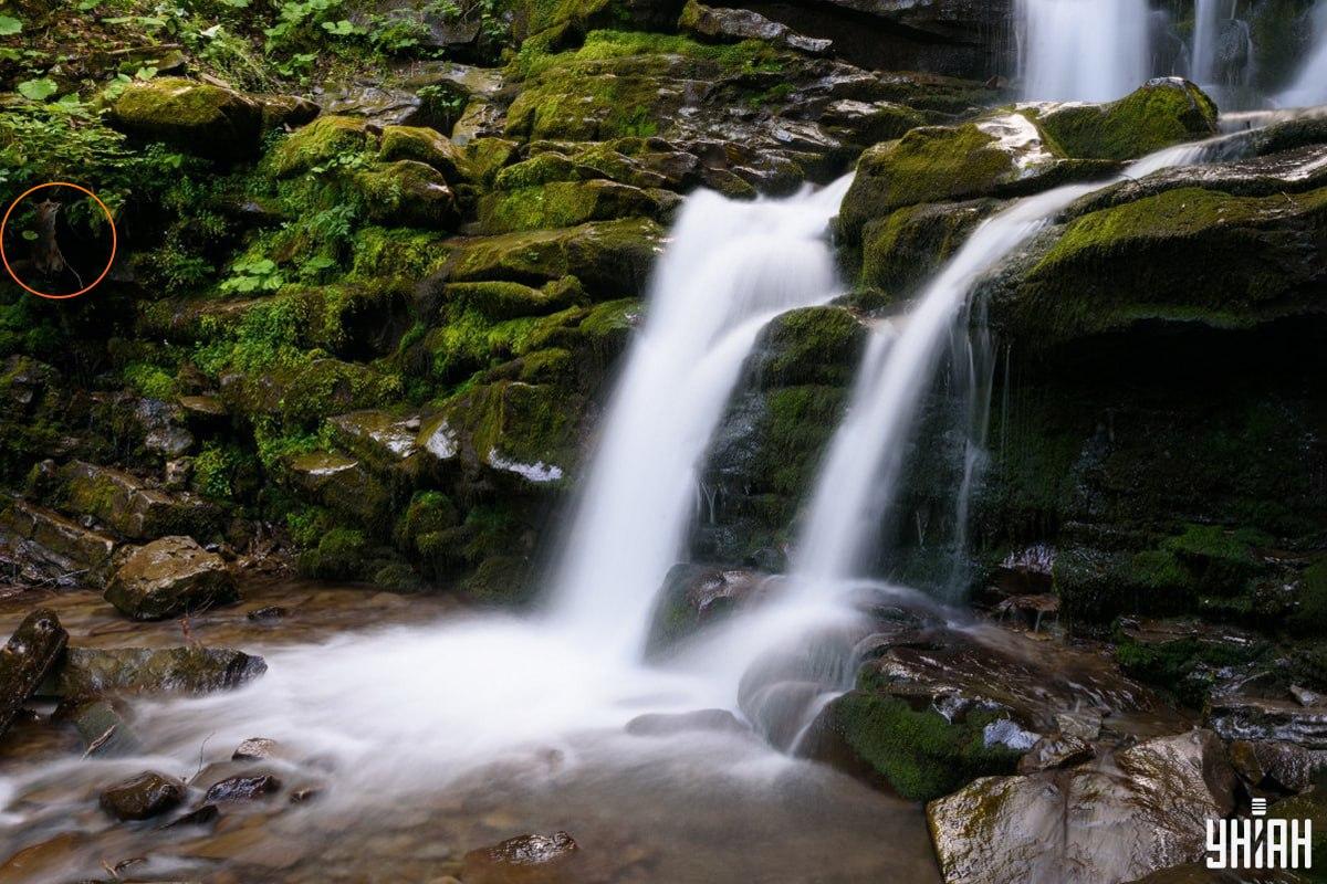 Отговорът на пъзела с лисицата - къде точно се криеше животното / колаж Moje, снимка Moje Отговорът на загадката с лисицата - къде точно се крие животното / колаж на УНИАН, снимка на УНИАН